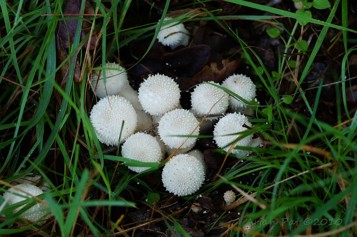 Jonge parelstuifzwam van bovenaf gezien (eetbaar - gebakken) - Westersche Veld van Rolde (11 september 2010)