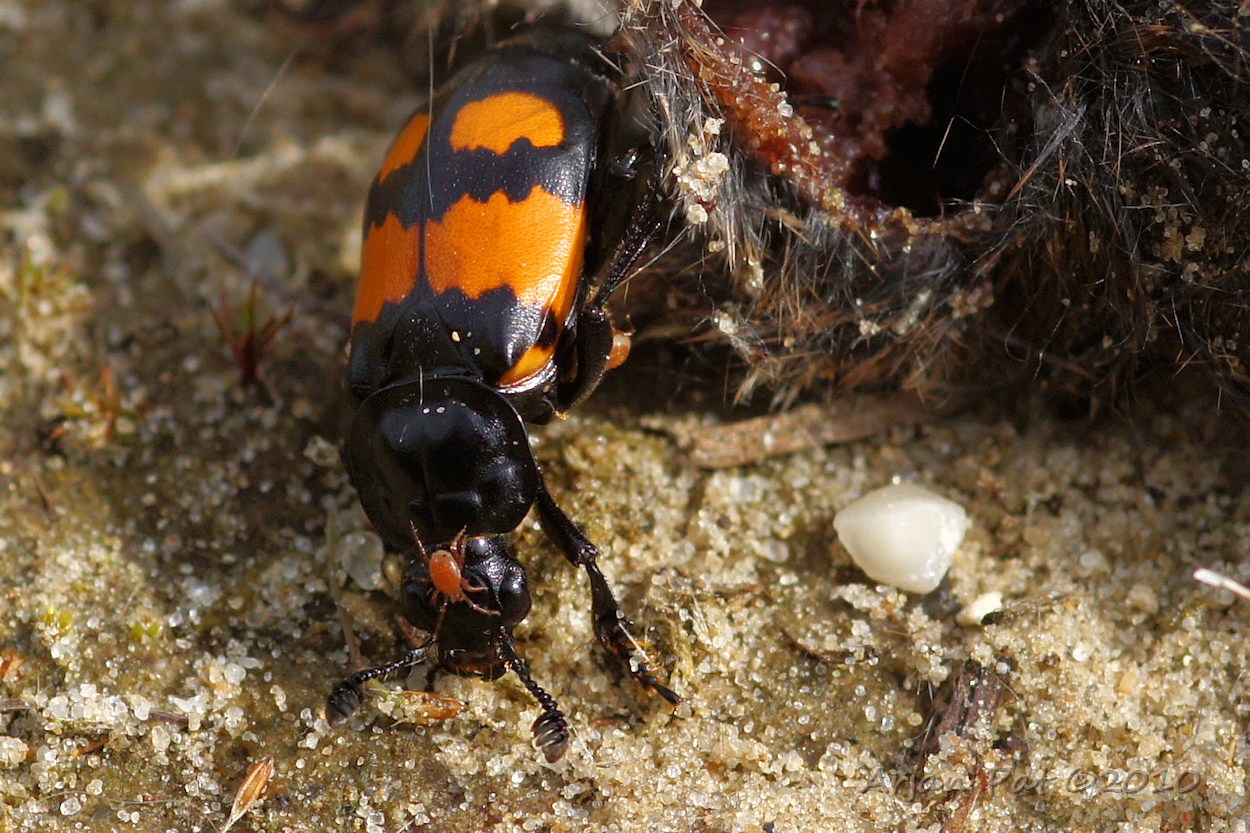 Nicrophorus vespilloides met meereizende mijten en op achtergrond een dode muis (11 september 2010 - Westersche Veld van Rolde)