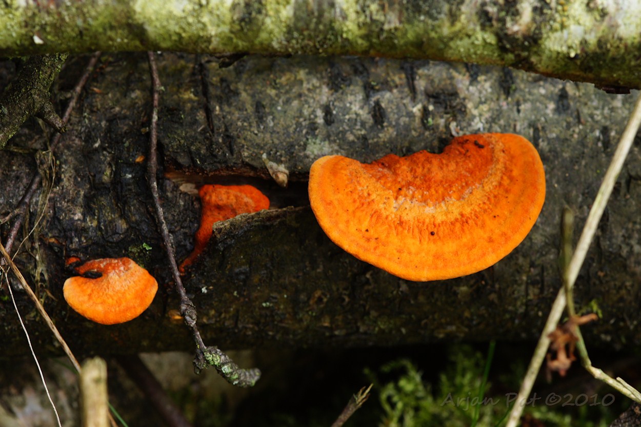 Jonge Vermiljoenhoutzwam (Westersche Veld van Rolde - 11 september 2010)