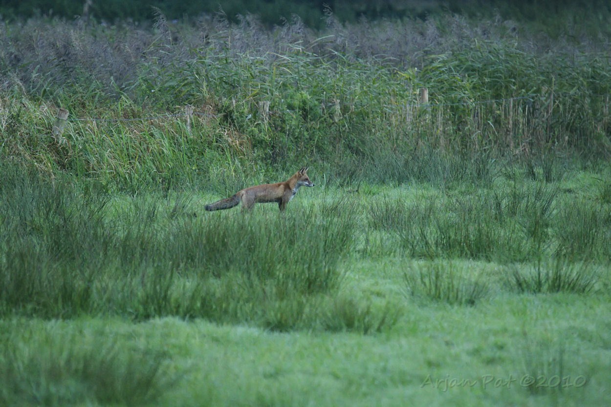 Na 5 á 10 minuutjes lopen een vos in het aangrenzende weilandje.