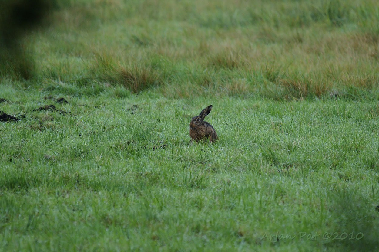 Deze haas is aan de aandacht van de vos ontglipt.