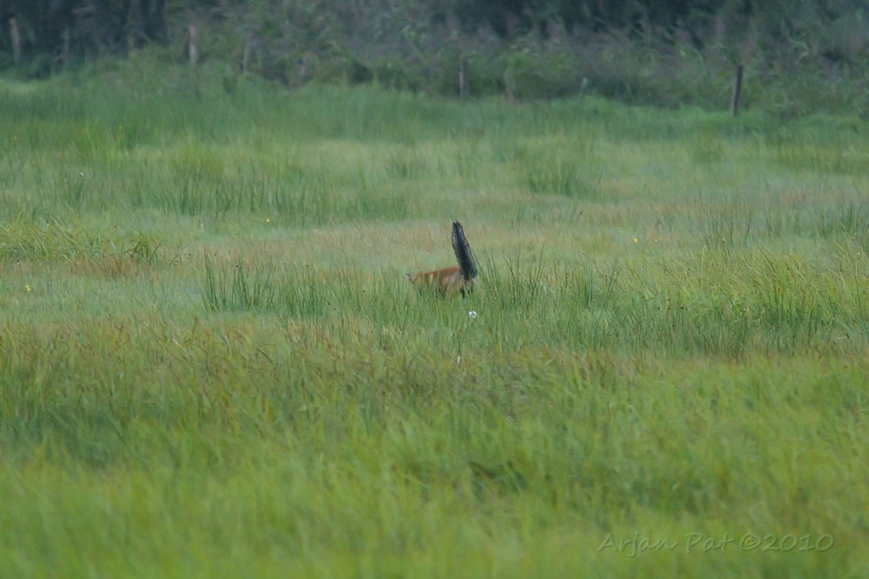 Ik was hem al snel uit het oog verloren, maar in een ander weilandje was ie weer te zien.