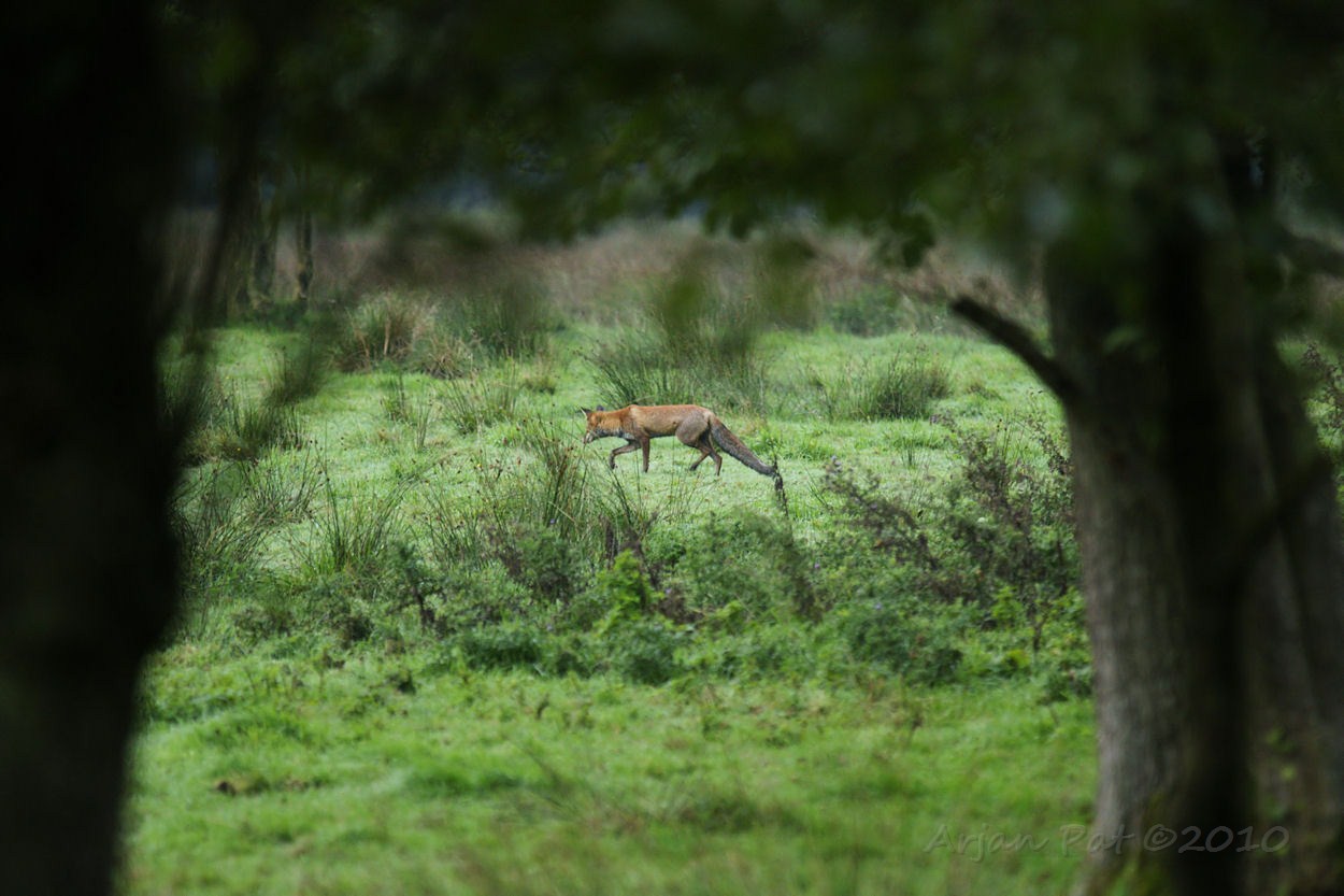 Het is zeer waarschijnlijk dezelfde vos die ik een paar maand geleden recht tegenover me heb zien staan.