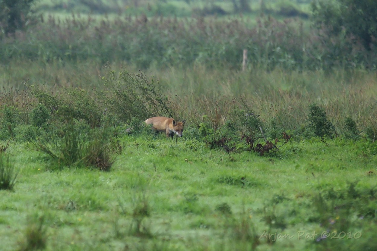 Het bleek een mannetjes vos te zijn.