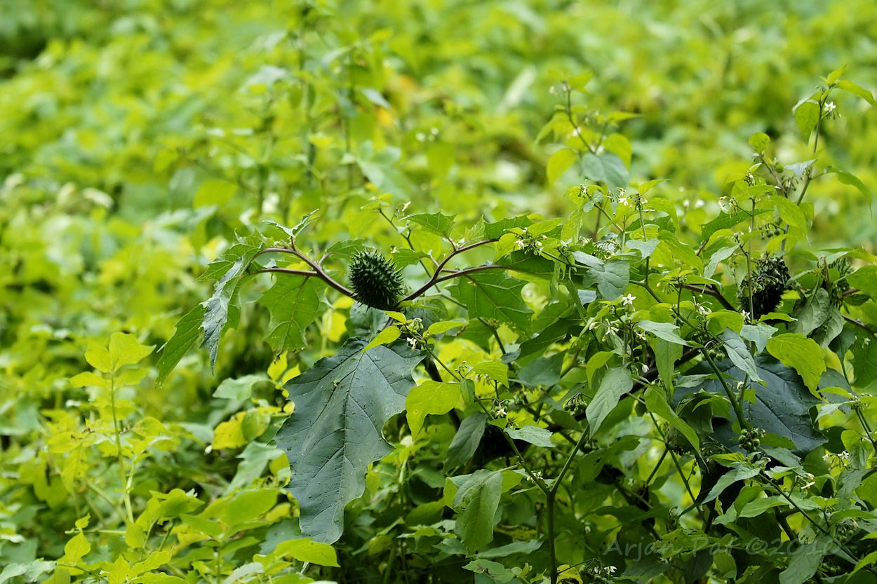 Wel een heel rare 'aardappel' zo midden in 't aardappelveld.
