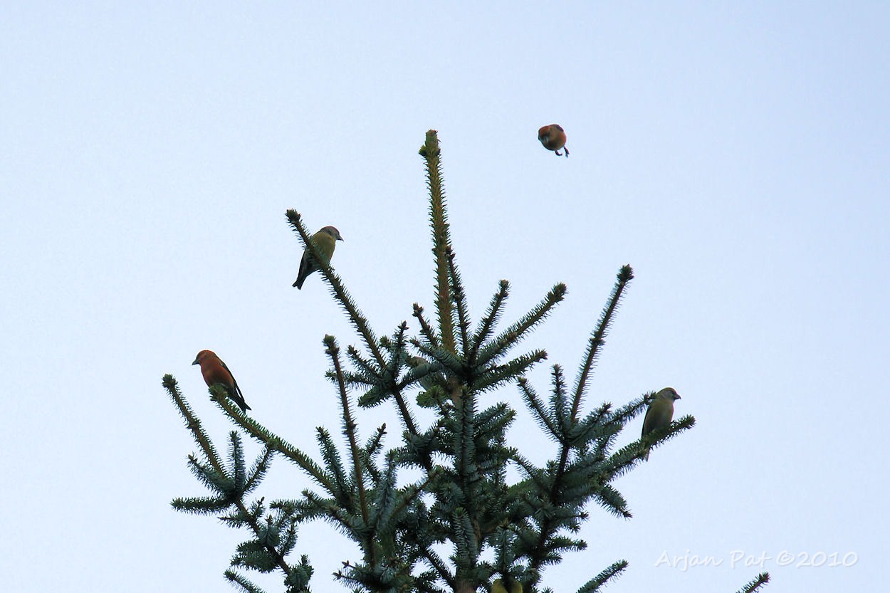 Al zo vaak een Kruisbek gezien, maar nog nooit mooi op de foto kunnen krijgen (nu dus ook weer niet).