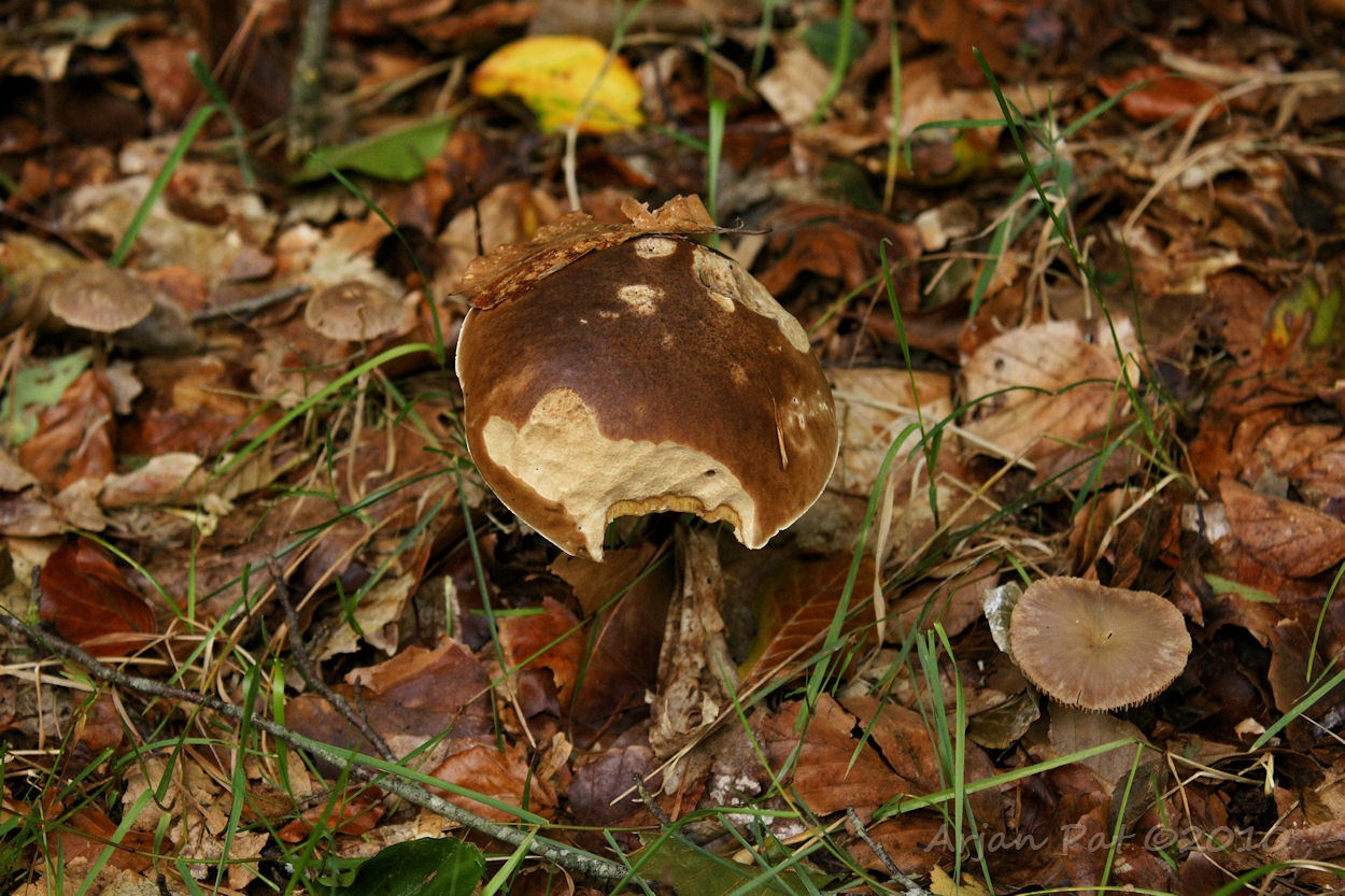 Knibbel knabbel knuisje, wie knabbelde daar aan dat paddenstoelenhuisje?
