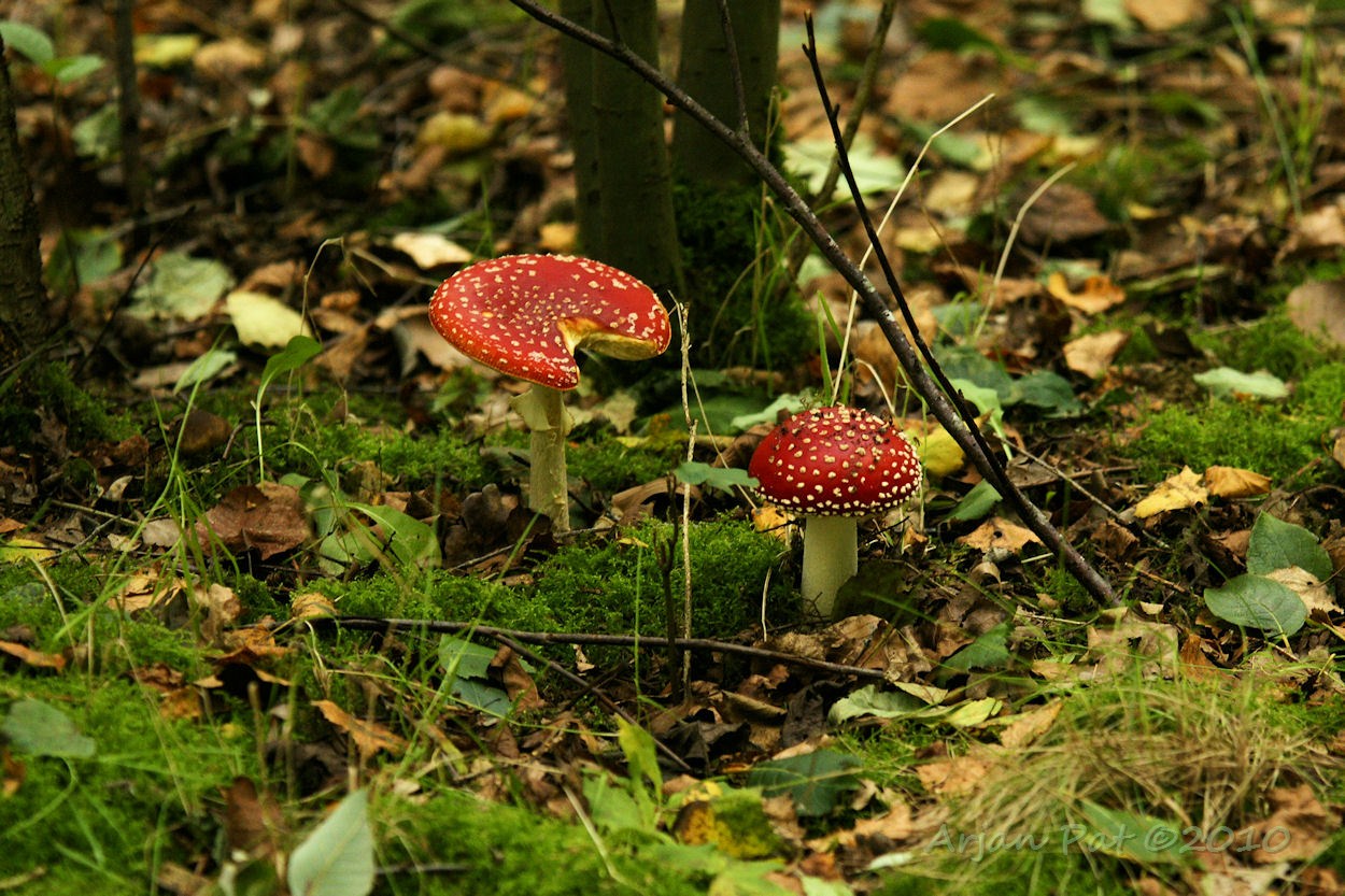 De Vliegenzwam; vandaag iets vaker te zien dan vorige week.