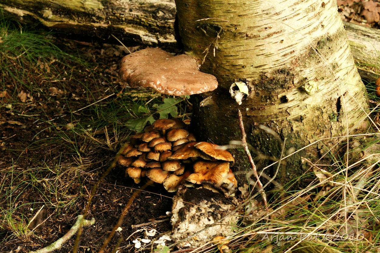 Met z'n allen lekker droog onder grote neef. (bijna allemaal dan)