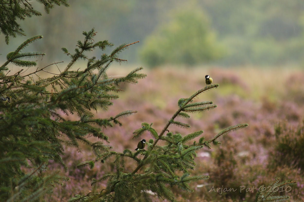 De onderste mees vond de regen maar niks, maar de mees rechtsboven vond het wel lekker, geloof ik, hij zong er in ieder geval flink op los. (Als je goed kijkt zie je de regendruppels vallen)