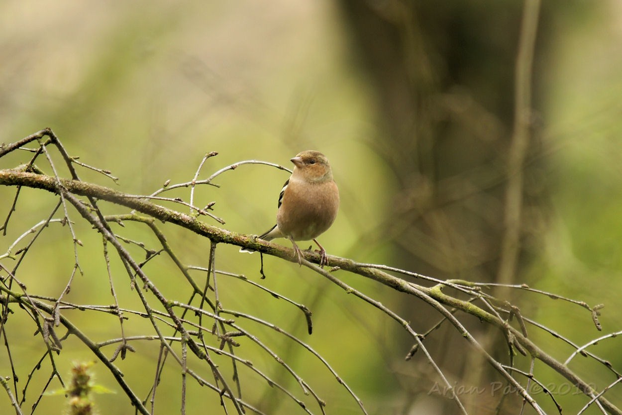 Het is net of deze vink zijn kleuren is kwijtgeraakt (of misschien nog moet krijgen)