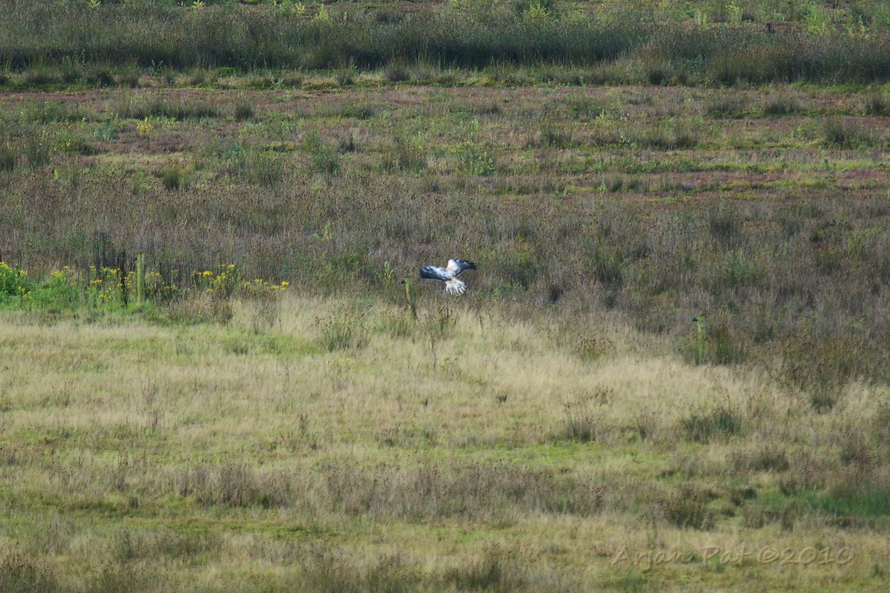 Wat voor roofvogel is dit nou weer. Zal het toch een buizerd zijn?