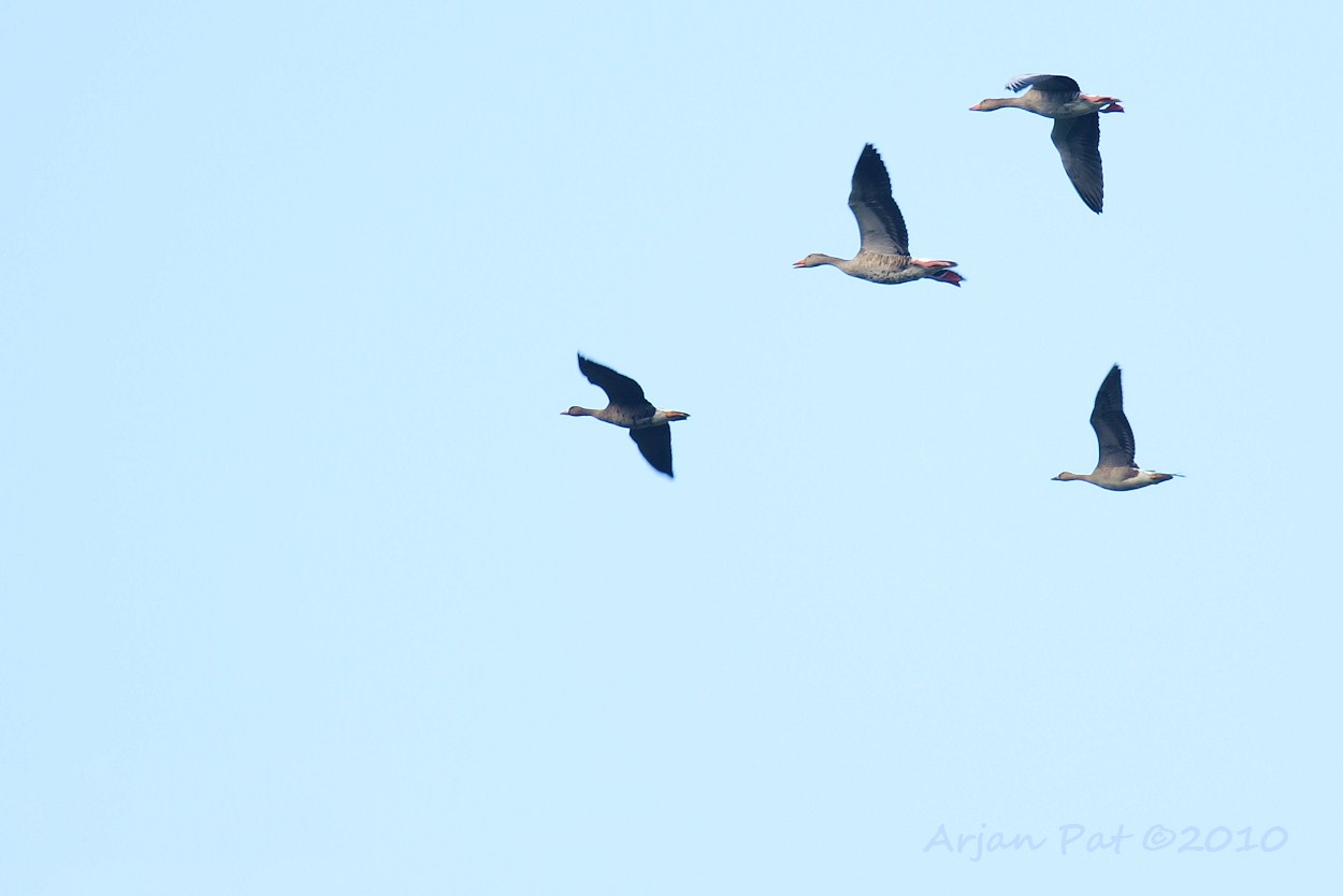 Ganzen met een boel kabaal op doortocht; zullen ze al naar het zuiden (ver)trekken?