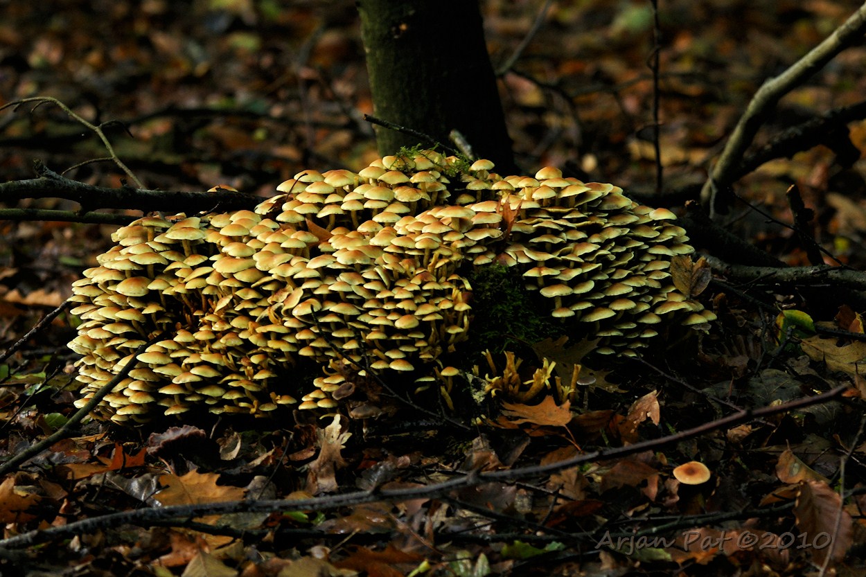 Nog meer zwavelkopjes