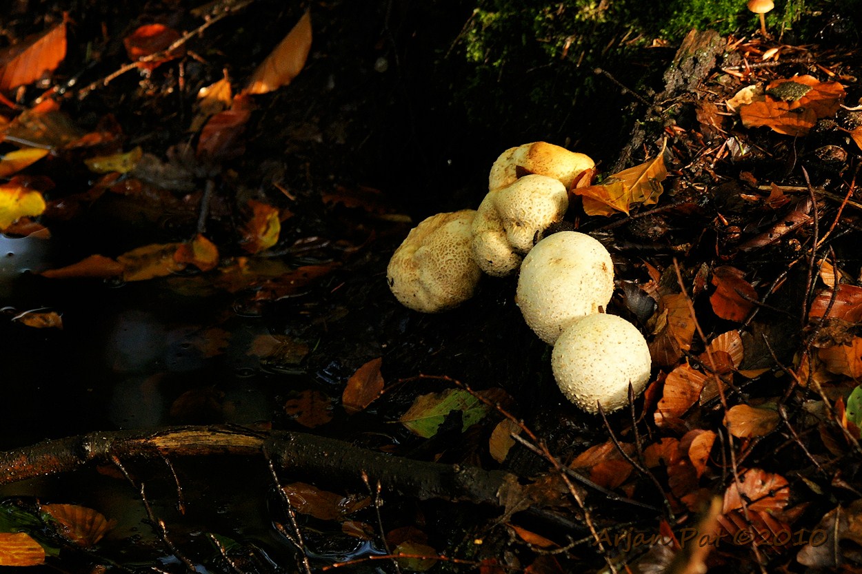 Gele aardappelbovist