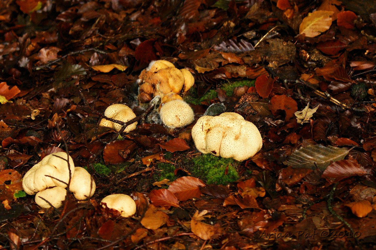Gele aardappelbovist