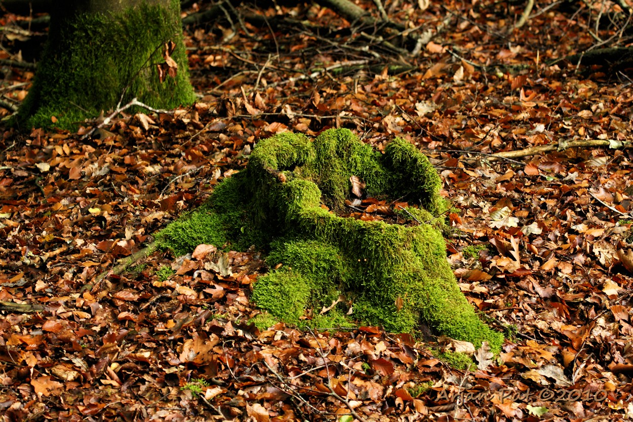 Boomstronk begroeit met mos.