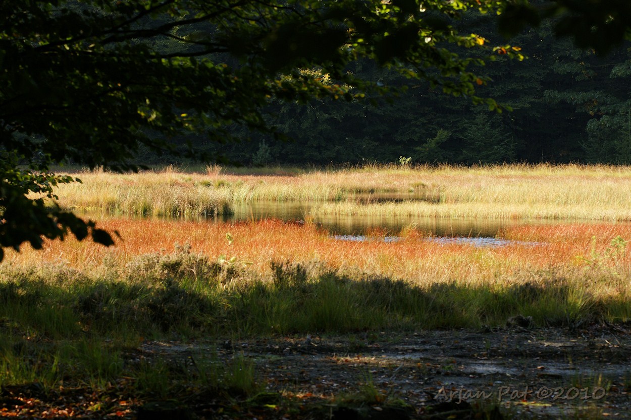 Boswachterij Grollo met aantal heideveldjes en vennetjes.