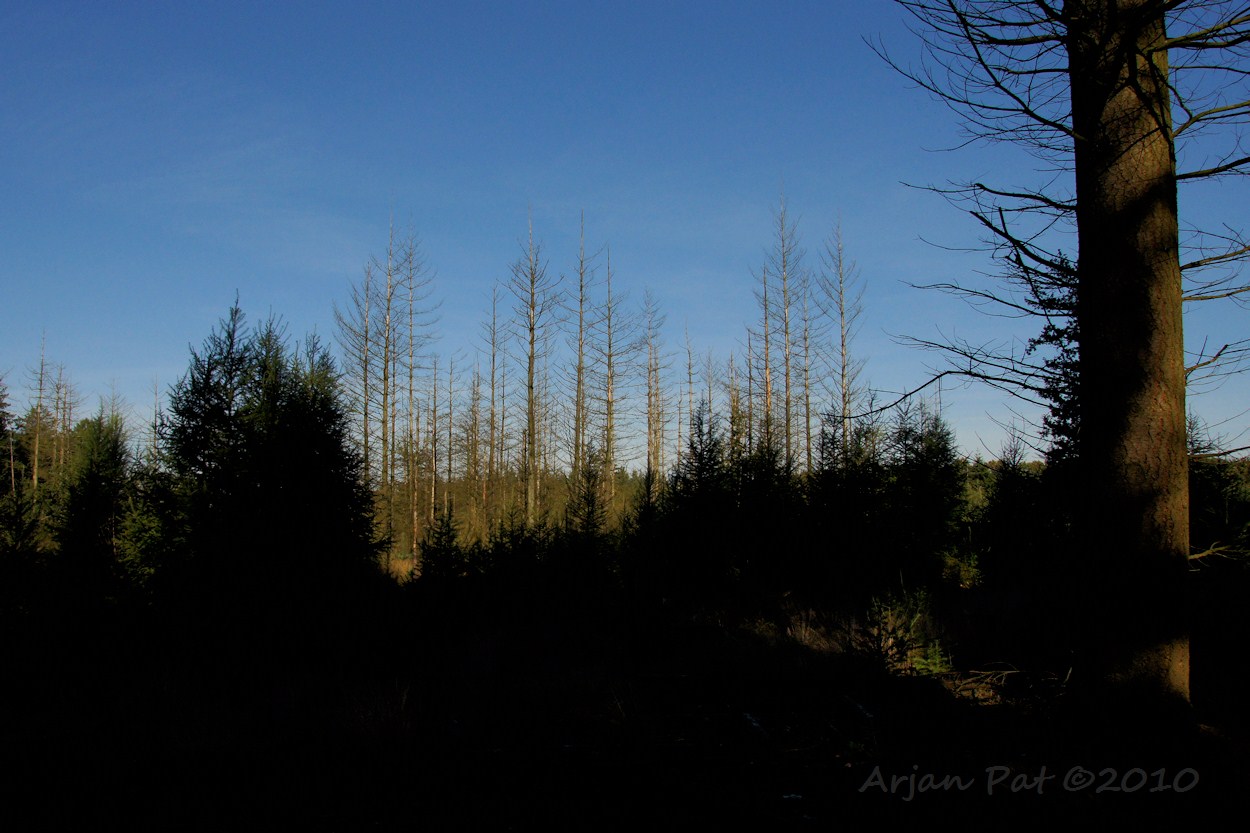 Dennen met vochtige voeten overleven het op den duur niet.