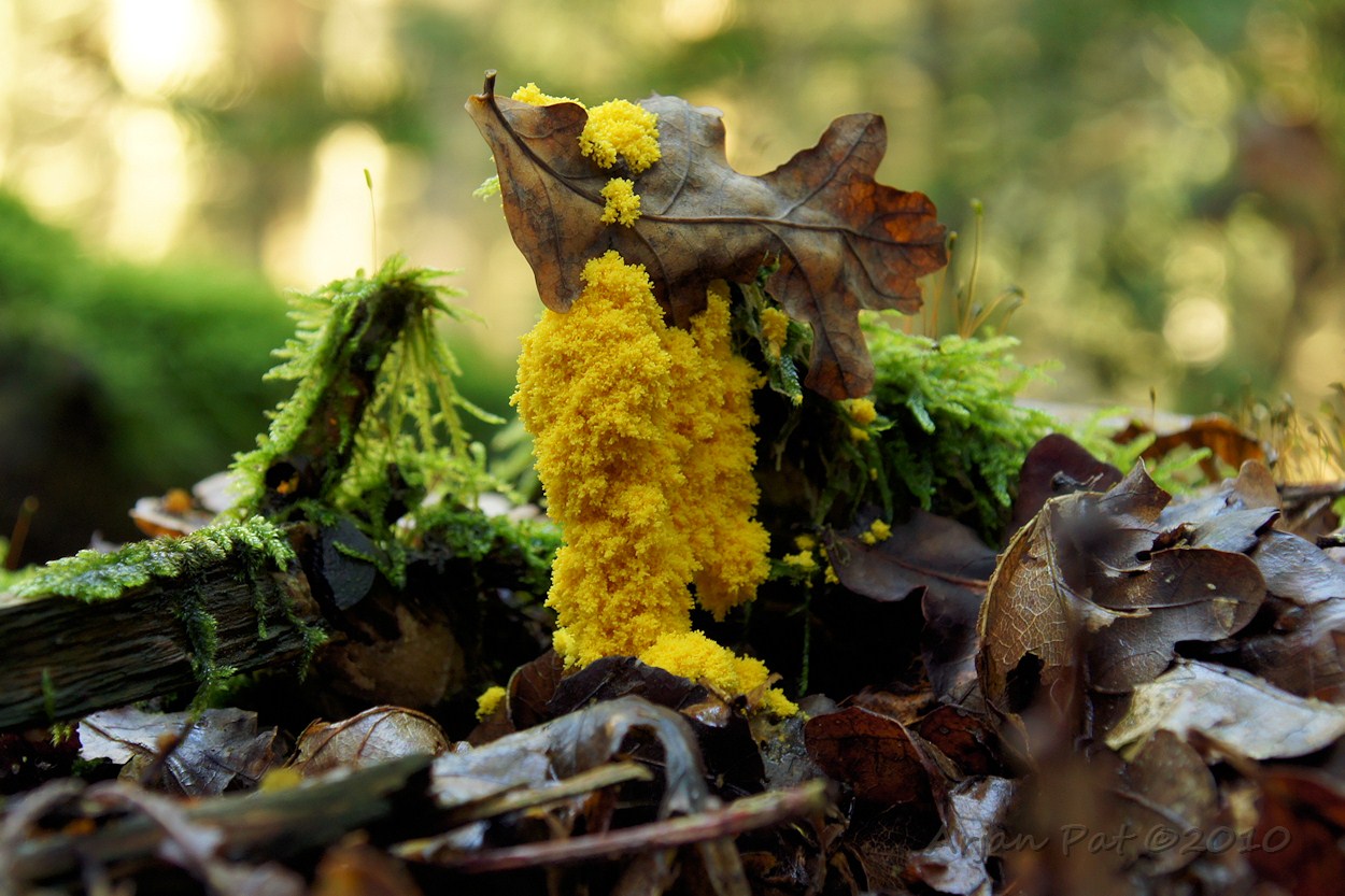 Heksenboter (Boswachterij Grolloo - 3 oktober 2010)