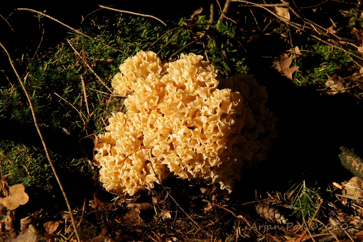 Grote sponszwam (Boswachterij Grolloo - 3 oktober 2010)