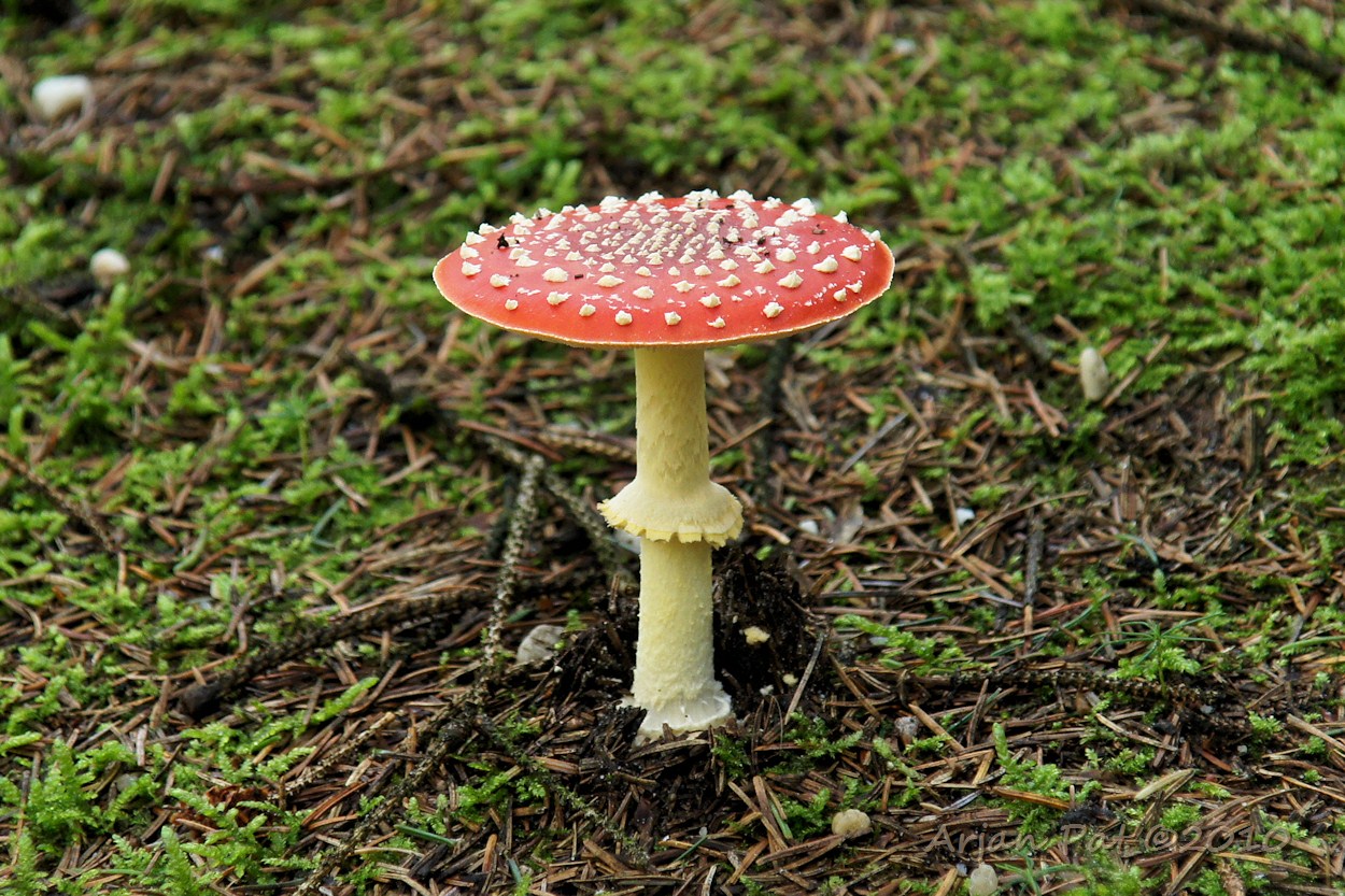 Kleine slanke vliegenzwam (3 oktober 2010 - Boswachterij Grollo)