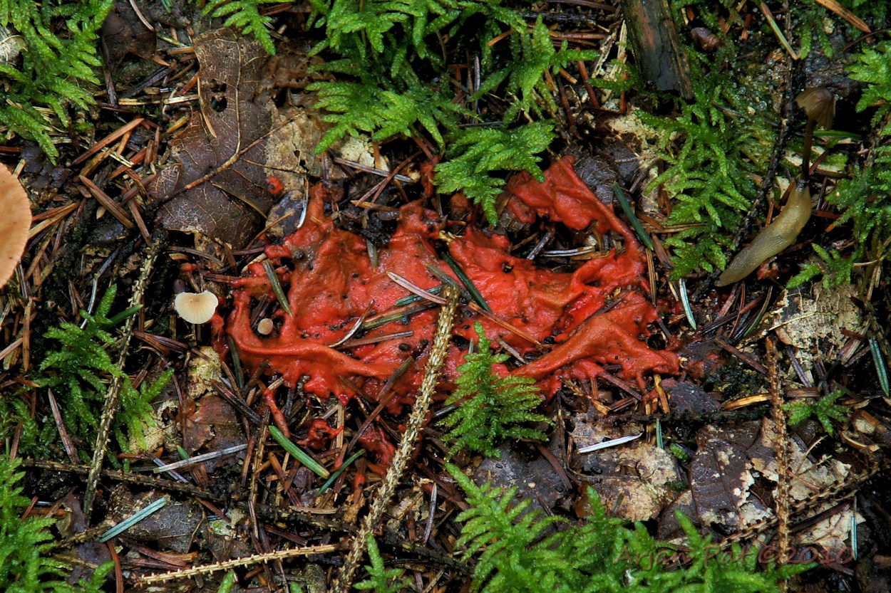 Weer een moment van; 'Wat is dat nou weer'. Het lijkt wel gesmolten plastic (zit ook lichte naaktslak aan de rechterkant)