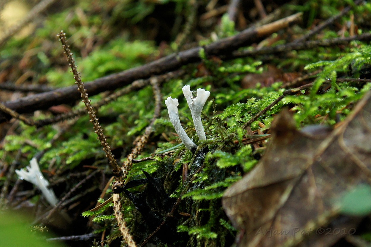 Witte koraalzwam (Boswachterij Grolloo - 3 oktober 2010)