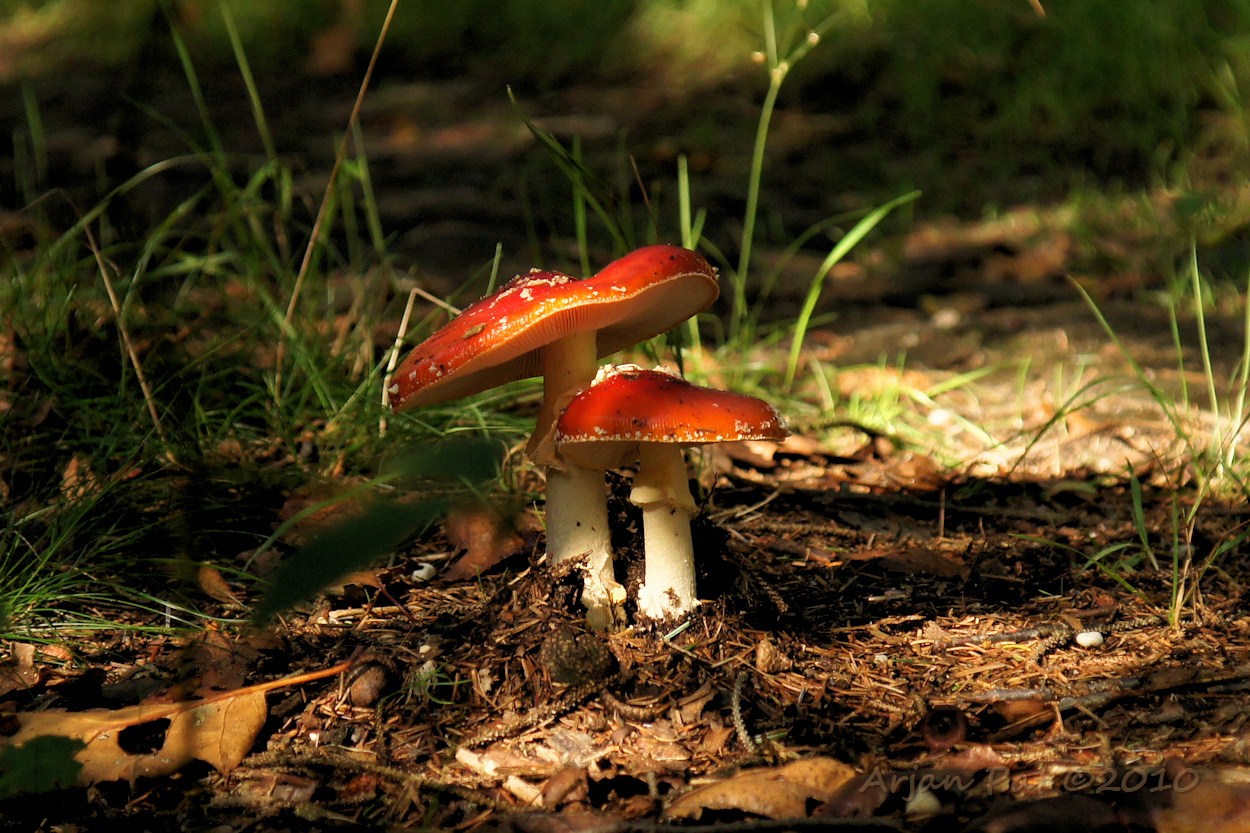 Twee vliegenzwammen (3 oktober 2010 - Boswachterij Grollo)