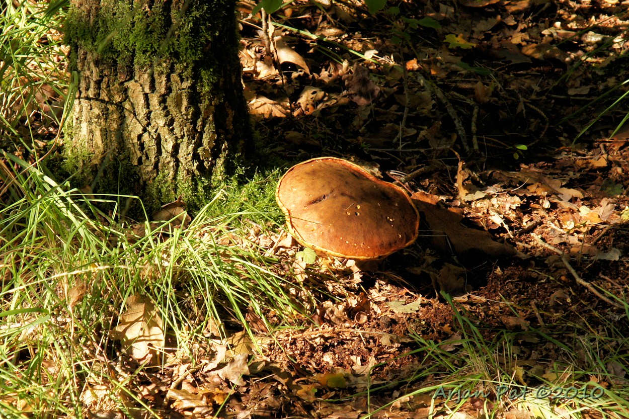 3 oktober 2010 - Boswachterij Grollo