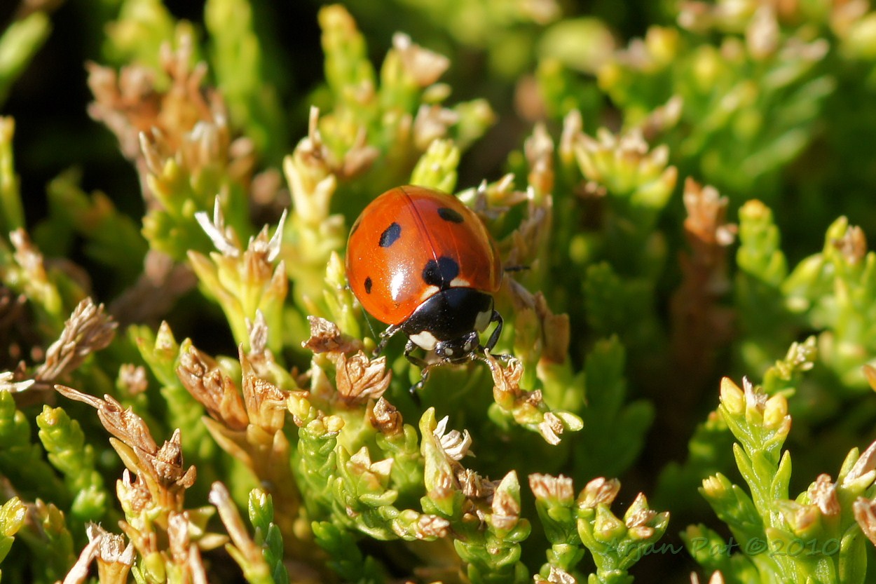 Zevenstippelig Lieveheersbeestje (3 oktober 2010 - Hooghalen)