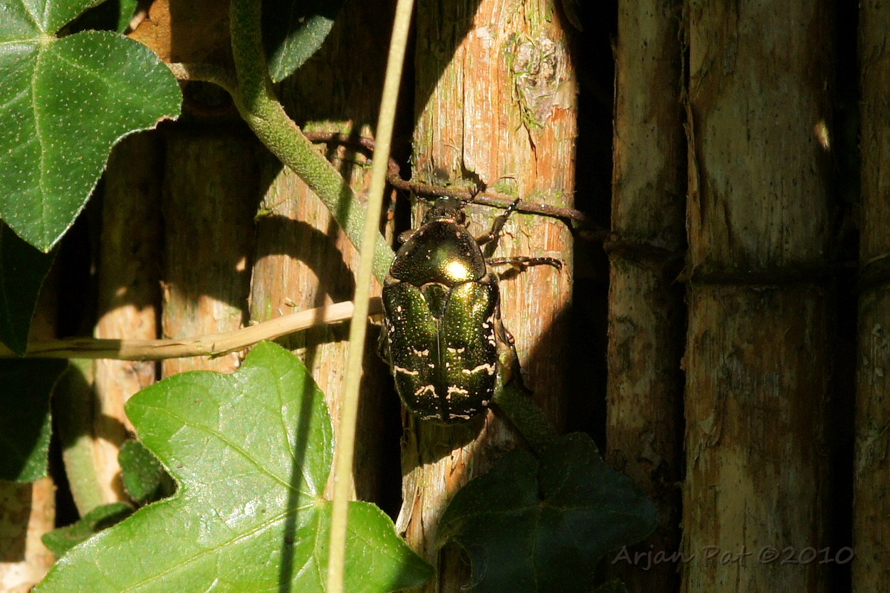 Gouden tor (3 oktober 2010 - Hooghalen)