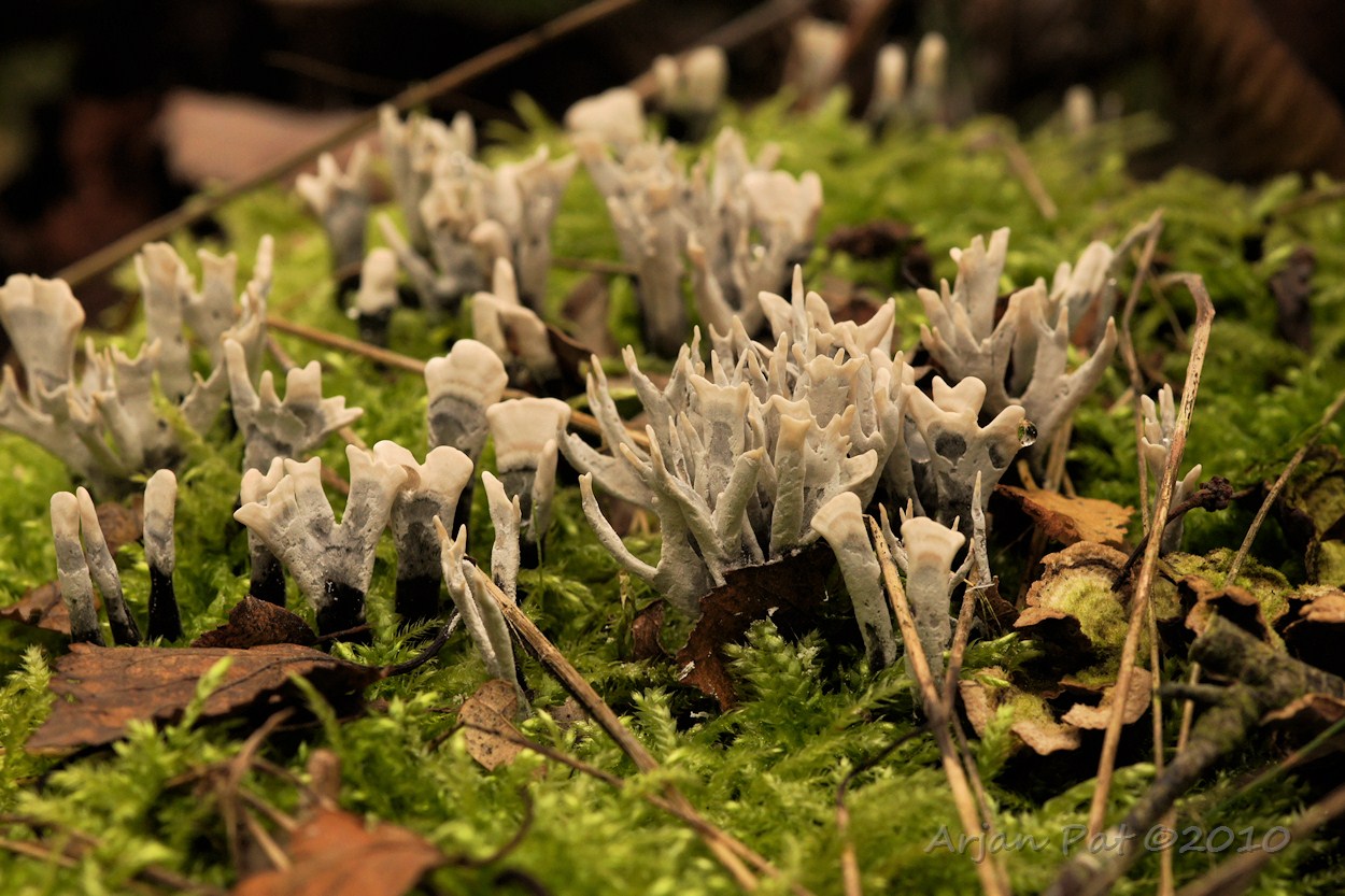 Geweizwam; vaak in dergelijke groepjes te zien (Omgeving Rolde - 5 oktober 2010)