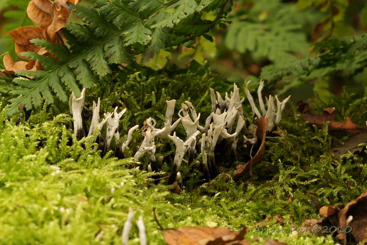 Geweizwam en mos op een dode boomstam