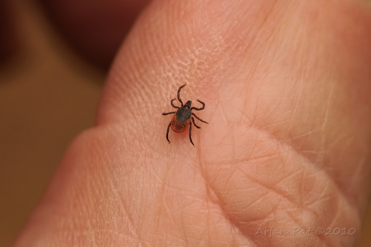 Door dat gekruip tussen de struiken loop je vast wel zo'n bijtertje op; in dit geval een Hertenteek.