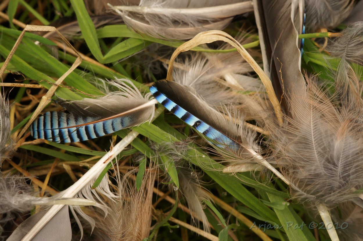 Deze Vlaamse gaai was minder gelukkig