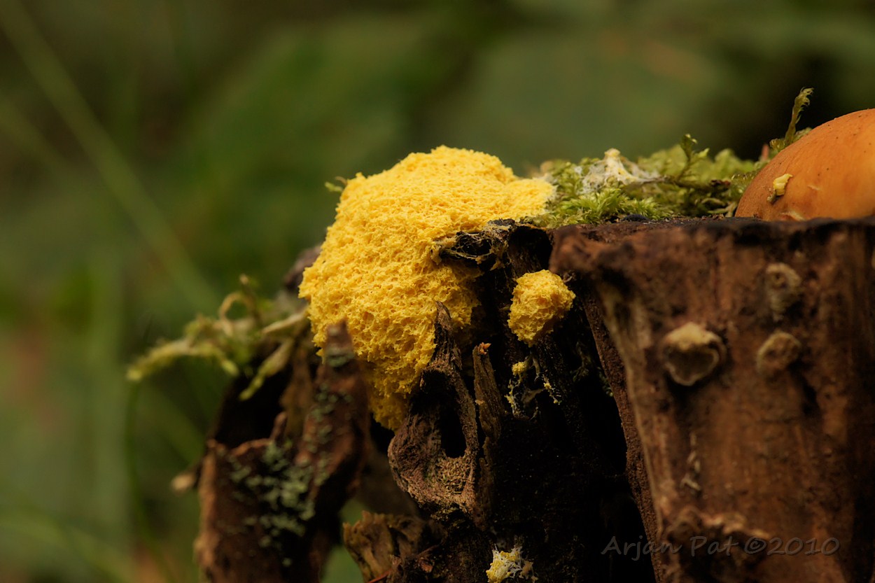 Heksenboter op een dode boomstronk