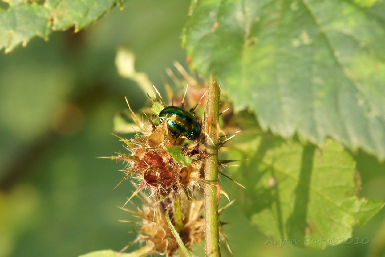 Groen, bruin, blauw/zwart gestreept en glanzende tor/kever. (Een Groene Muntgoudhaan bleek later)