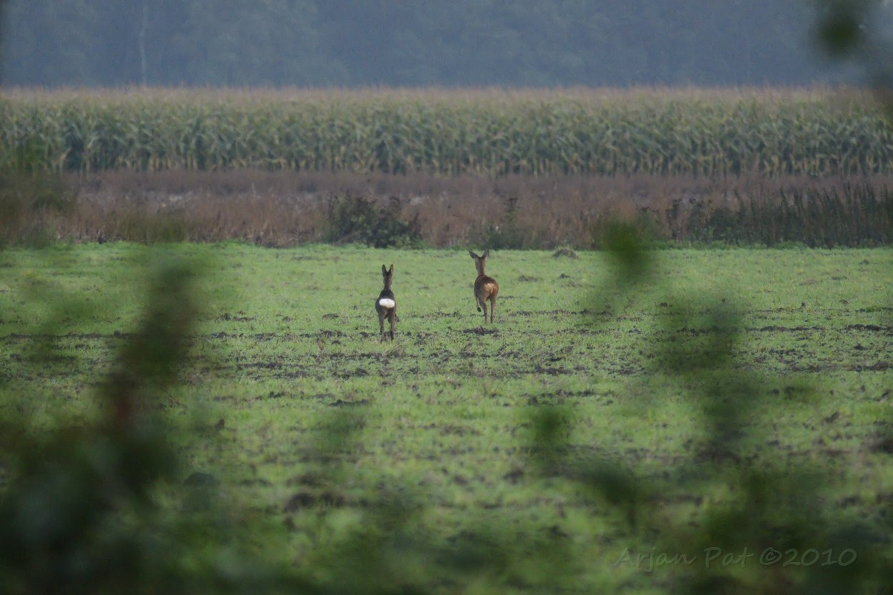 Anders dan deze twee. (Moeder met jong; zie verschil in kleur van de spiegel)