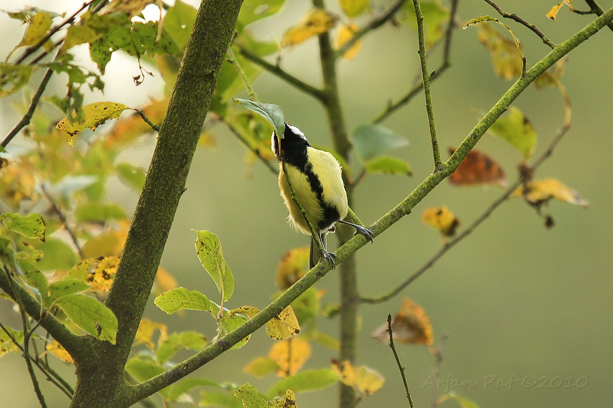 Koolmees rekt zich uit om bij een lekker hapje te kunnen komen
