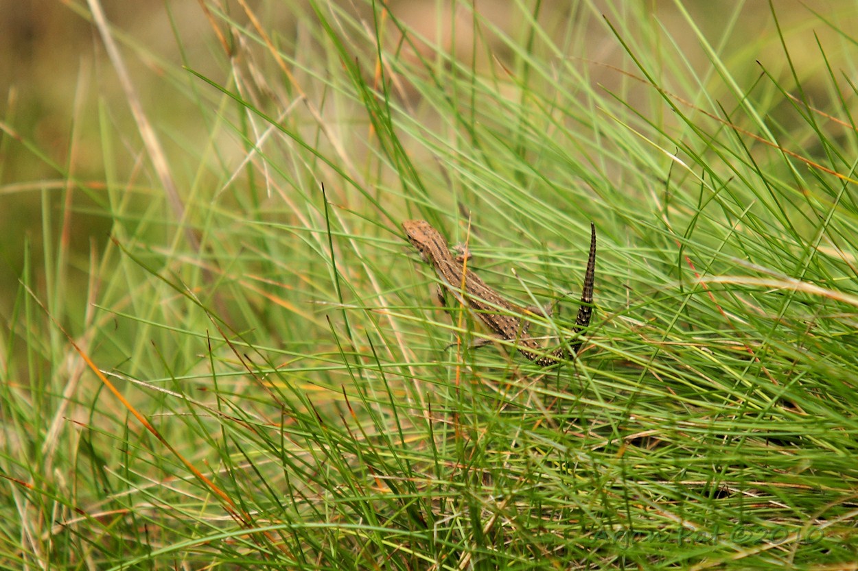 Hagedis liet zich toch even zien, ook al was het zonnetje, op dat moment van de dag, ver te zoeken