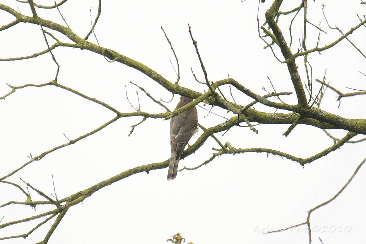 Stukje Sperwer; ik heb hem een paar keer zien jagen op de Vlaamse gaai, 1x vlak voor mij, de gaai krijste het uit, maar wist net uit de klauwen van deze roofvogel te blijven