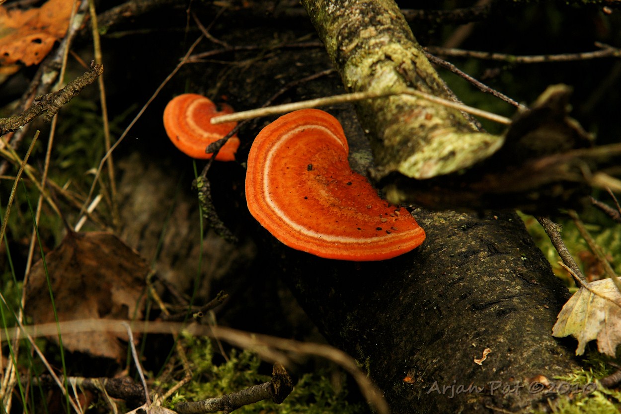 Vermiljoenhoutzwam; zelfde zwam als op foto hierboven, maar dan ca 4 week later (Westersche Veld van Rolde - 5 oktober 2010)