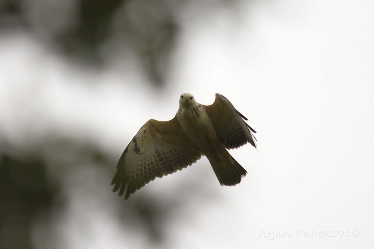 Hij/zij was kennelijk ook benieuw hoe ik eruit zag. Hij/zij vloog een paar keer laag over om te kijken wat daar nu tussen de bomen liep