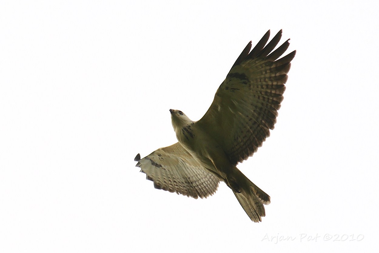 Eindelijk van dichtbij, deze bijna geheel witte buizerd heb al heel vaak op afstand gezien; de zon kaatst namelijk altijd zo mooi van zijn borst terug, als ie in een boom op de loer ligt