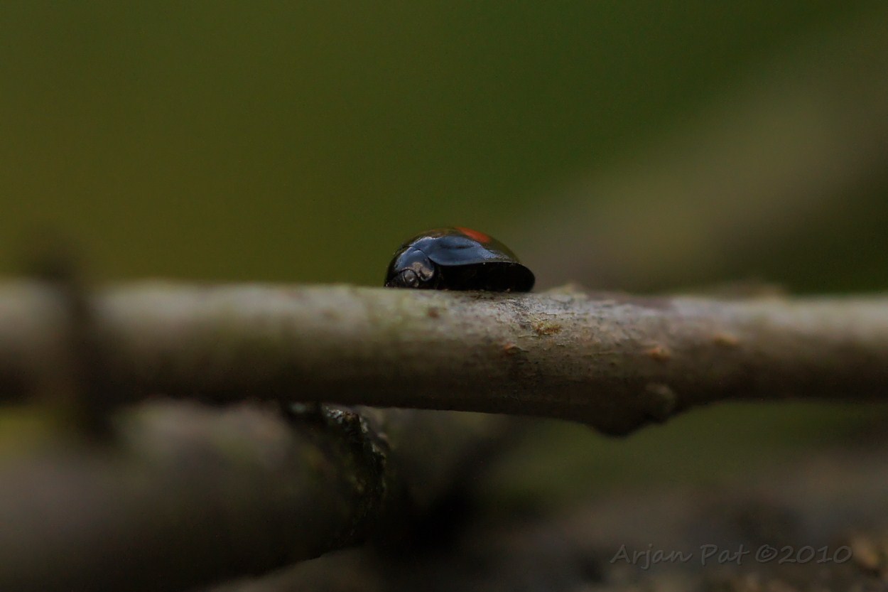 Wilgenlieveheersbeestje (Omgeving Rolde - 5 oktober 2010)