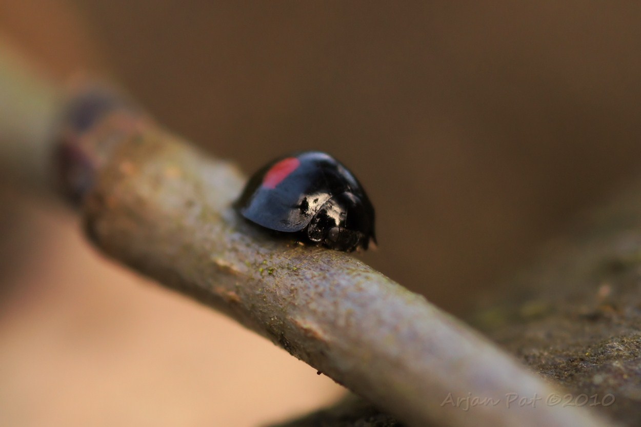 Wilgenlieveheersbeestje op een wilgentakje