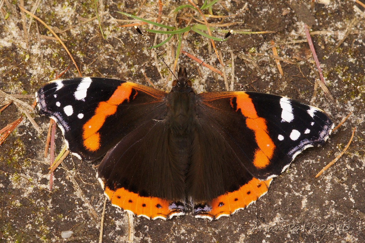 Atalanta ofwel Admiraalvlinder (doet net of ie aan het zonnen is)