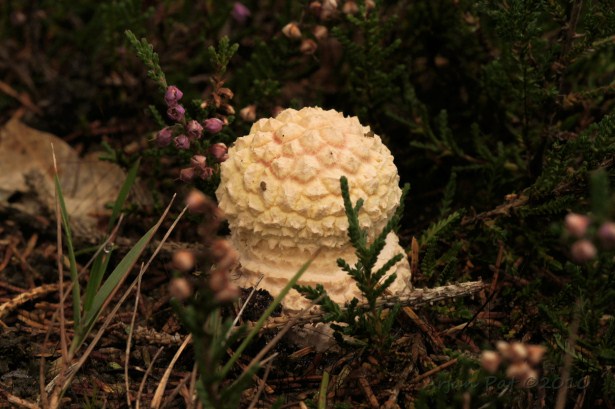 Vliegenzwam die net komt kijken