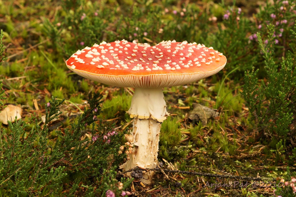 Vrij grote vliegenzwam met dikke steel op een heideveldje (5 oktober 2010)